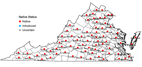 Locations ofSporobolus vaginiflorus (Torr. ex Gray) Wood in Virginia