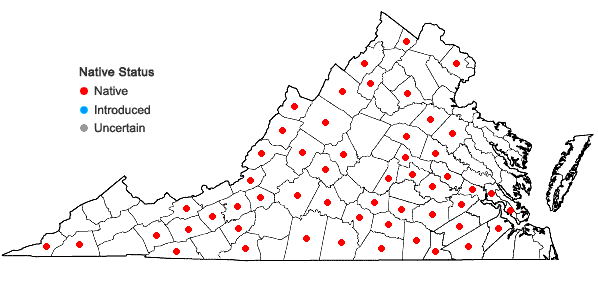 Locations ofSteironema lanceolatum (Walt.) Gray in Virginia