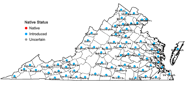 Locations ofStellaria graminea L. in Virginia