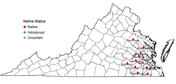 Locations ofStylisma humistrata (Walt.) Chapman in Virginia