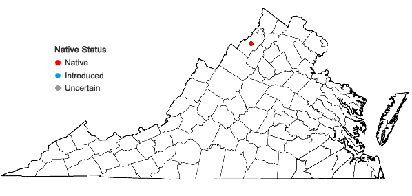 Locations ofSyntrichia virescens (De Not.) Ochyra in Virginia