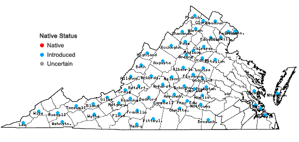Locations ofTragopogon dubius Scop. in Virginia