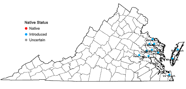Locations ofUrochloa texana (Buckl.) R. Webster in Virginia