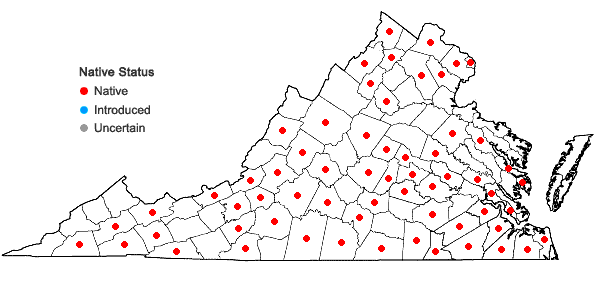 Locations ofViola affinis Le Conte in Virginia