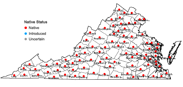Locations ofViola cucullata Ait. in Virginia