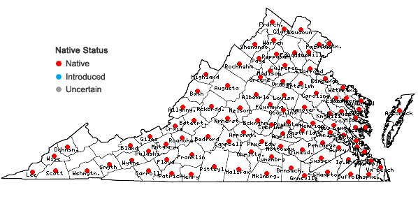 Locations ofViola rafinesquei Greene in Virginia
