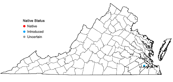Locations ofWahlenbergia marginata (Thunb.) A. DC. in Virginia