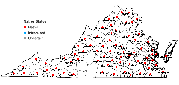 Locations ofWeissia controversa Hedwig in Virginia