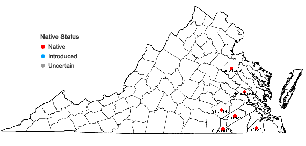 Locations ofXyris curtissii Malme in Virginia