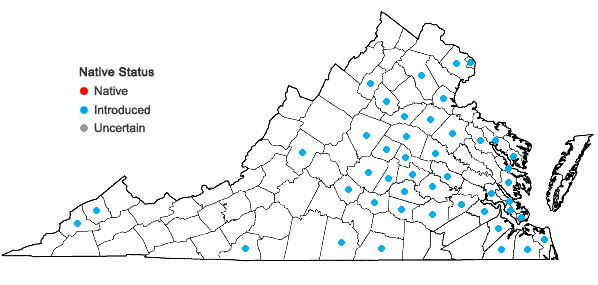 Locations ofYoungia japonica (L.) DC. in Virginia