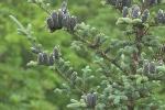Abies balsamea (L.) Miller