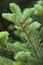 Abies balsamea (L.) Miller