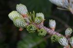 Abies fraseri (Pursh) Poiret