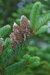 Abies fraseri (Pursh) Poiret