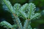 Abies fraseri (Pursh) Poiret