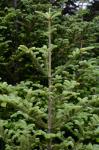 Abies fraseri (Pursh) Poiret