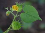 Abutilon theophrasti Medik.
