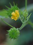 Abutilon theophrasti Medik.
