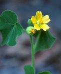 Abutilon theophrasti Medik.