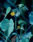 Abutilon theophrasti Medik.