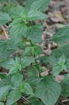 Acalypha deamii (Weatherby) Ahles
