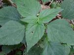 Acalypha deamii (Weatherby) Ahles