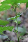Acalypha deamii (Weatherby) Ahles
