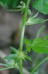 Acalypha deamii (Weatherby) Ahles