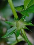 Acalypha deamii (Weatherby) Ahles
