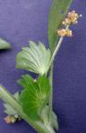 Acalypha gracilens Gray