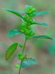 Acalypha gracilens Gray