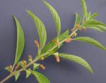 Acalypha gracilens Gray