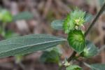 Acalypha gracilens Gray