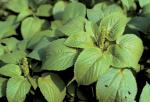 Acalypha ostryifolia Riddell
