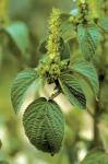Acalypha ostryifolia Riddell