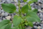 Acalypha ostryifolia Riddell