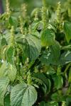 Acalypha ostryifolia Riddell