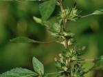 Acalypha rhomboidea Raf.