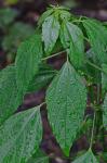 Acalypha rhomboidea Raf.