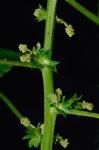 Acalypha rhomboidea Raf.