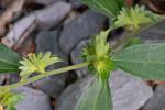 Acalypha rhomboidea Raf.