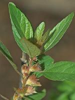 Acalypha virginica L.
