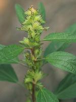 Acalypha virginica L.