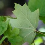 Acer floridanum (Chapm.) Pax.