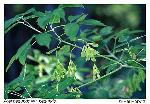 Acer negundo L. var. negundo