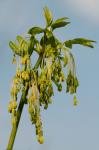 Acer negundo L. var. negundo