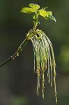 Acer negundo L. var. negundo