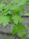Acer nigrum Michx. f.