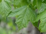 Acer nigrum Michx. f.