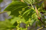 Acer pensylvanicum L.